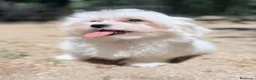Bichón Maltés perros en venta: BICHÓN MALTES HEMBRA DISPONIBLE - Anuncio 6
