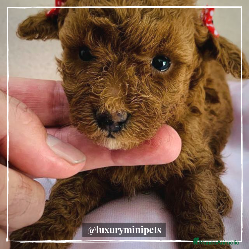 Caniche Toy perros Camada de Caniche Minitoy en Madrid - Anuncio 2