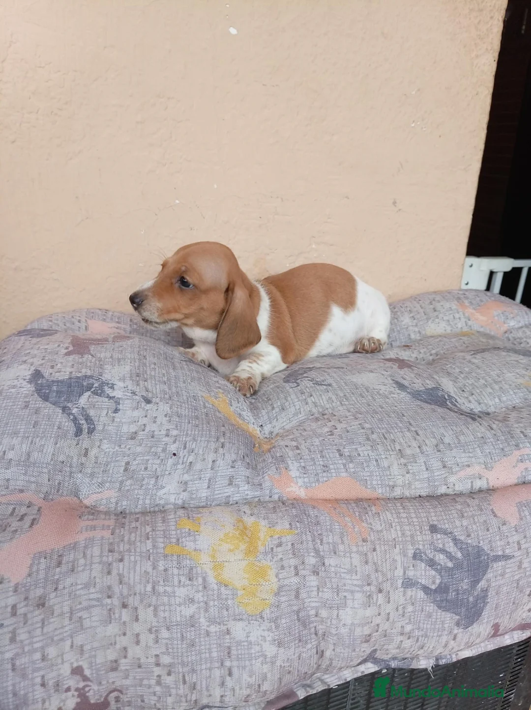 Teckel Miniatura perros en venta: Teckel mini - Anuncio 7