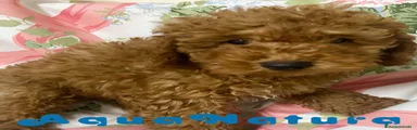 Caniche
