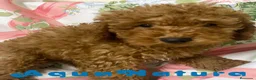 Caniche Mediano perros en venta: Caniche Macho de Camila y Can 7344 en Barcelona - Anuncio 7
