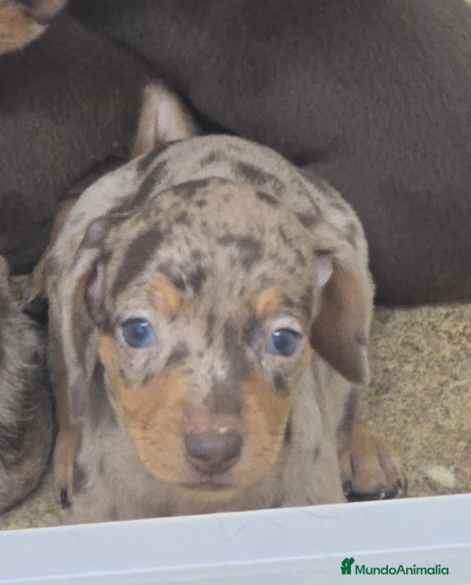 Teckel perros Teckel miniatura y kanichen en Sevilla  - Anuncio 2