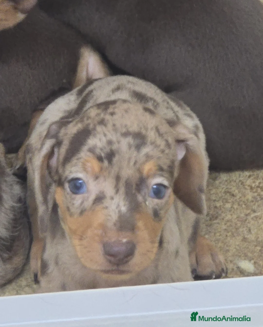 Teckel perros en venta: Teckel miniatura y kanichen en Sevilla  - Anuncio 1