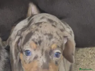 Teckel perros Teckel miniatura y kanichen en Sevilla - Anuncio 2