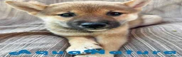 Shiba Inu perros en venta: Shiba Inu Hembra 7187 - AQUANATURA en Barcelona - Anuncio 6