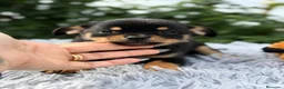 Pomchi perros en venta: ÚLTIMO MACHO PONSKY DISPONIBLE - Anuncio 3