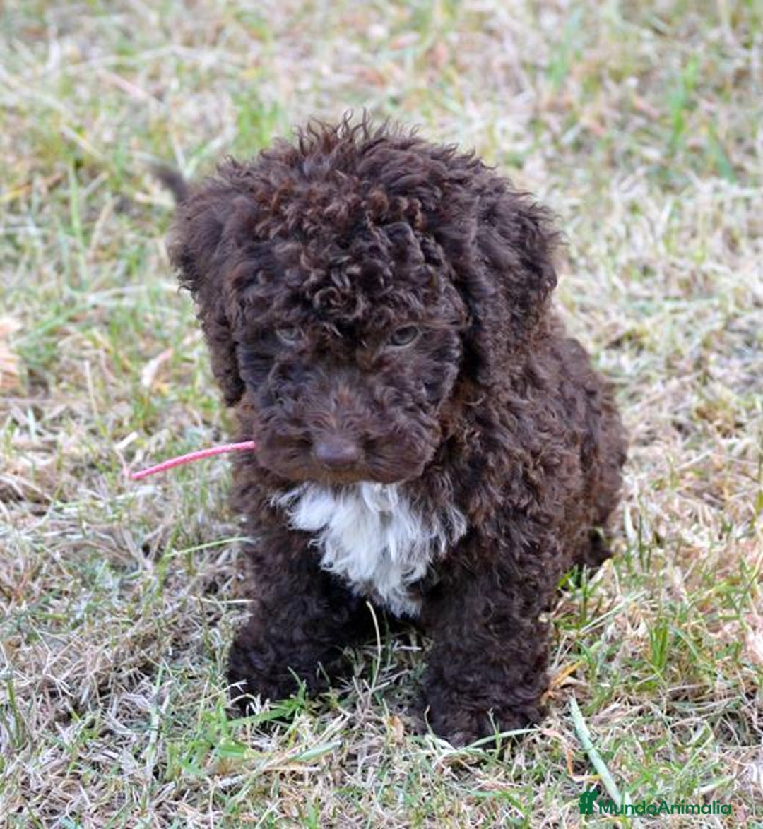 Perro de Agua Español perros en venta: Cachorros perro de agua español - Imagen 4