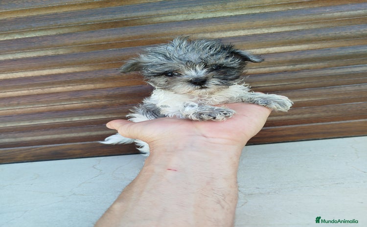 Maltipoo perros - Propaganda 3