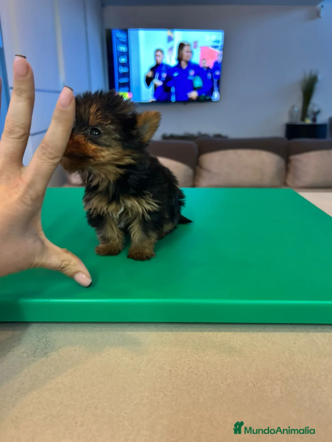 Yorkshire Terrier perros en venta: Yorkshire toy - Anuncio 5