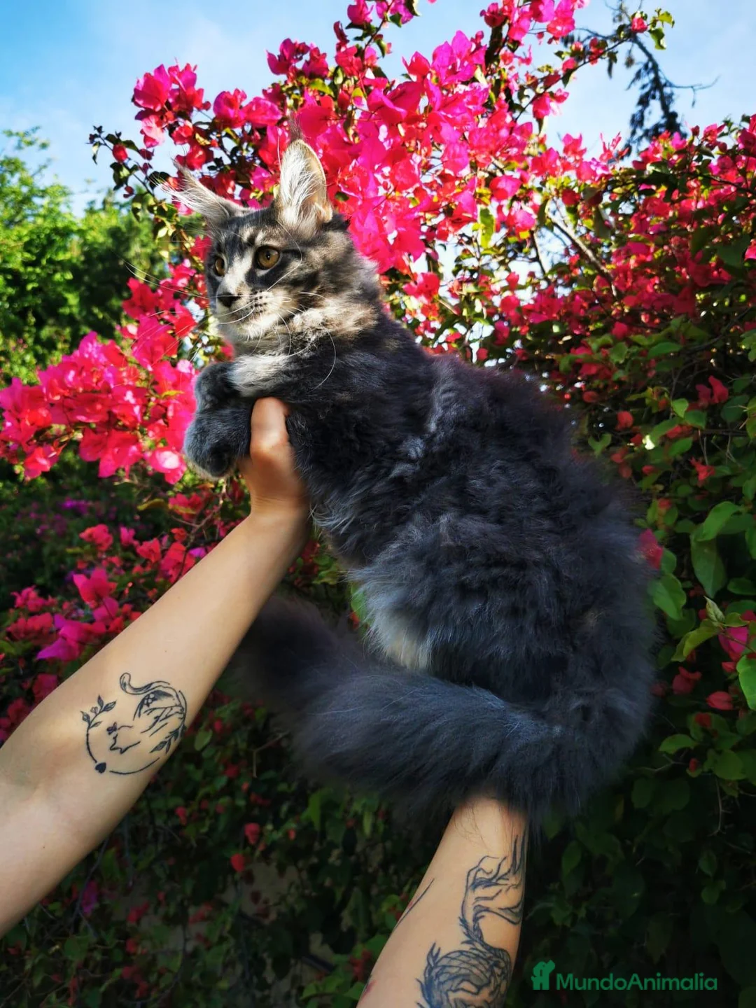 Maine Coon gatos en venta: Hembra Maine Coon en venta - Anuncio 2