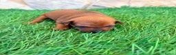 Pinscher Miniatura perros en venta: Pinscher Miniatura roja - Anuncio 17