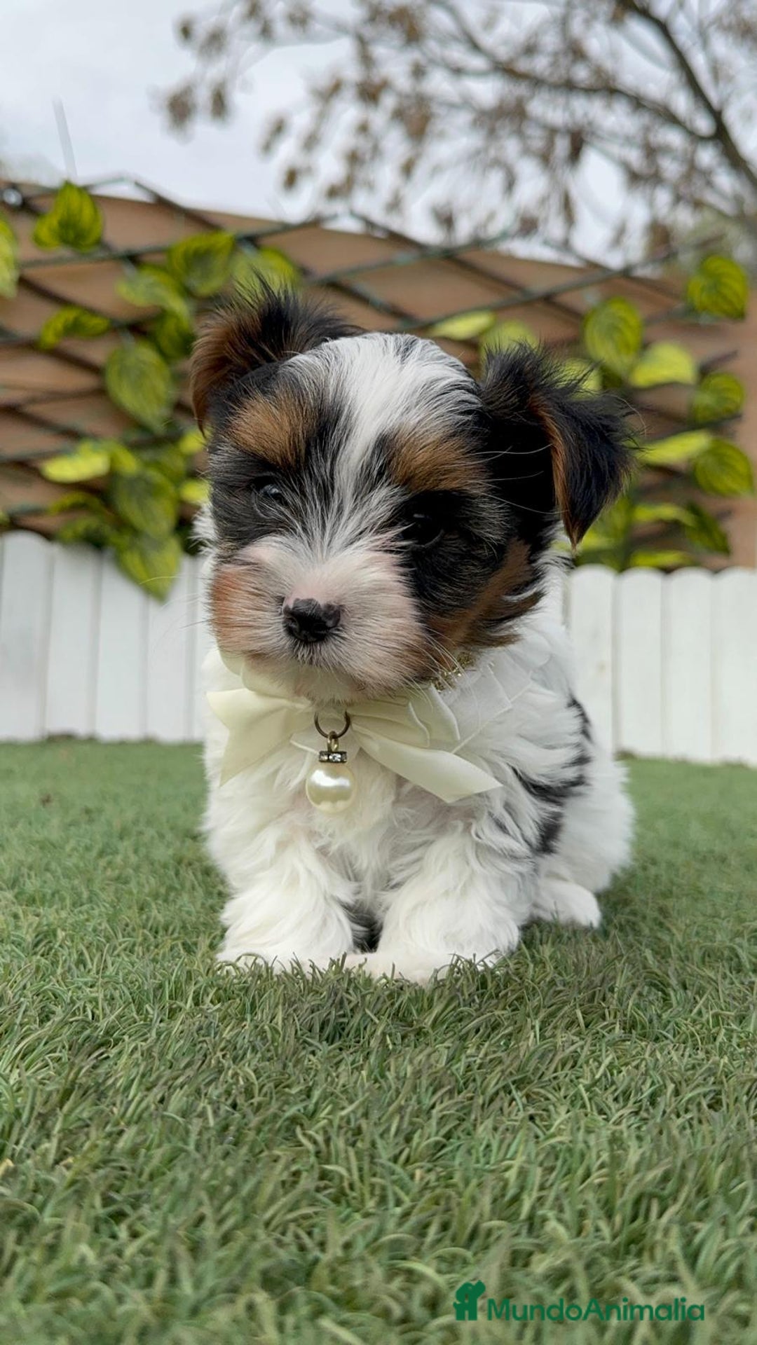 Yorkshire Terrier perros en venta: YORKSHIRE BIEWER - Anuncio 26