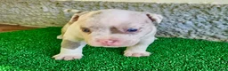American Bully perros en venta: American Bully Pocket  - Anuncio 4