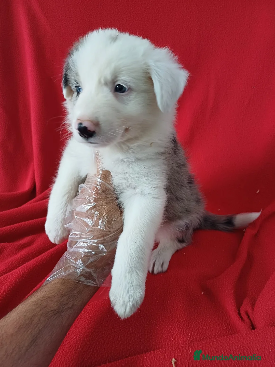 Border Collie perros en venta: Border Collie Merle  - Anuncio 2