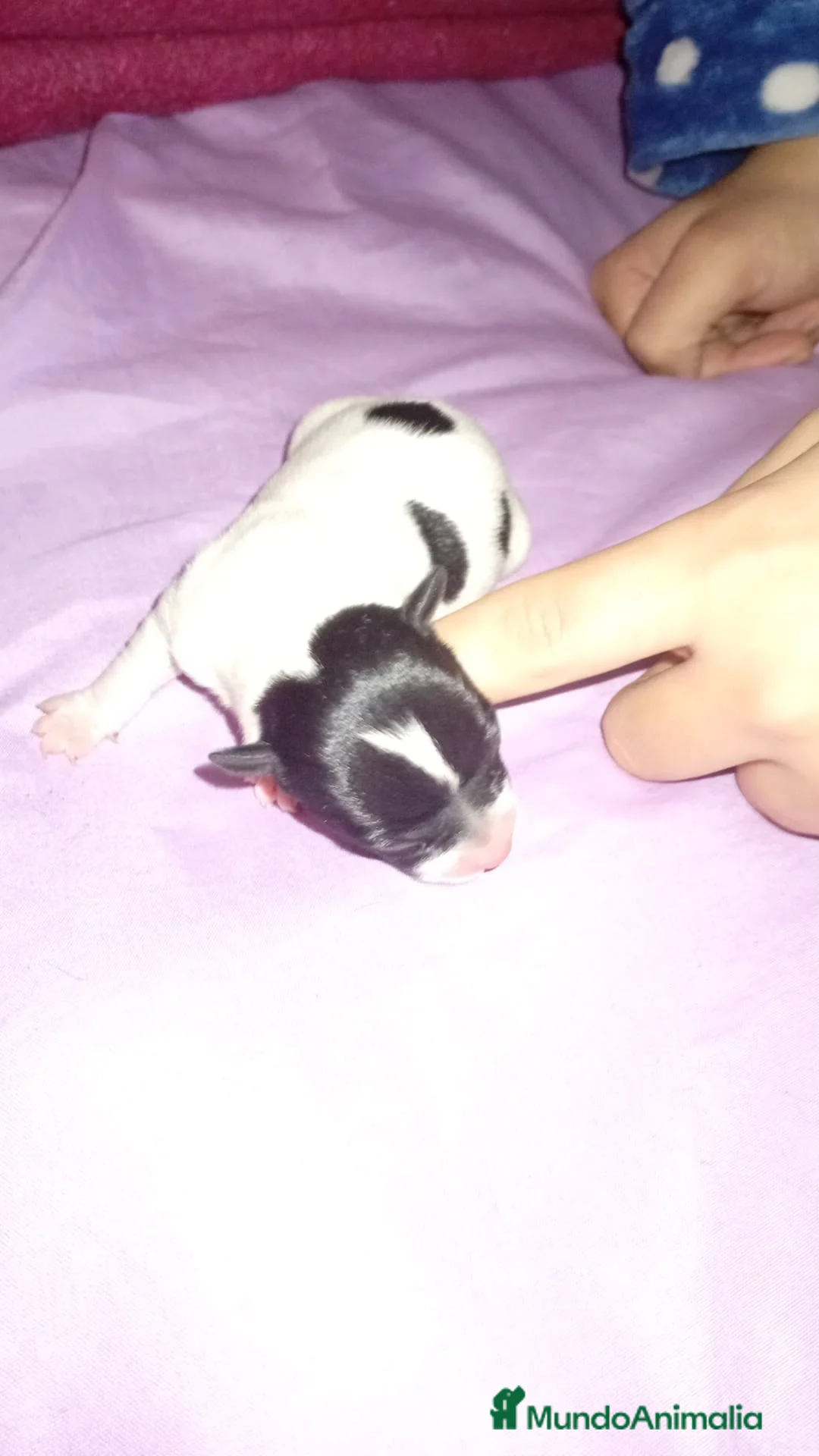 Chihuahua perros en venta: Camada de chihuahua - Anuncio 4