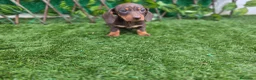 Teckel Miniatura perros en venta: TECKEL MINIATURA & KANNINCHEN CHOCOLATE - Anuncio 1