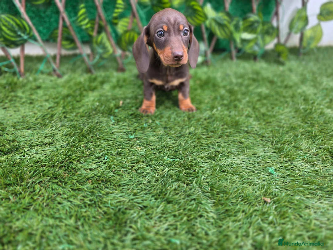 Teckel Miniatura perros en venta: TECKEL MINIATURA & KANNINCHEN CHOCOLATE - Anuncio 1