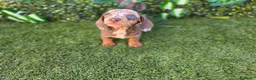 Teckel Miniatura perros en venta: TECKEL MINIATURA ARLEQUIN - Anuncio 6
