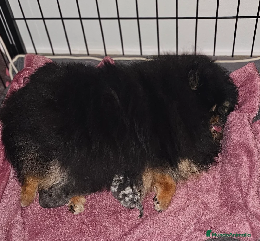 Pomerania perros en venta: Espectacular pomerania merle and tan - Anuncio 2