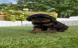 Caniche Toy perros en venta: CANICHE TOY HEMBRA - Imagen 9