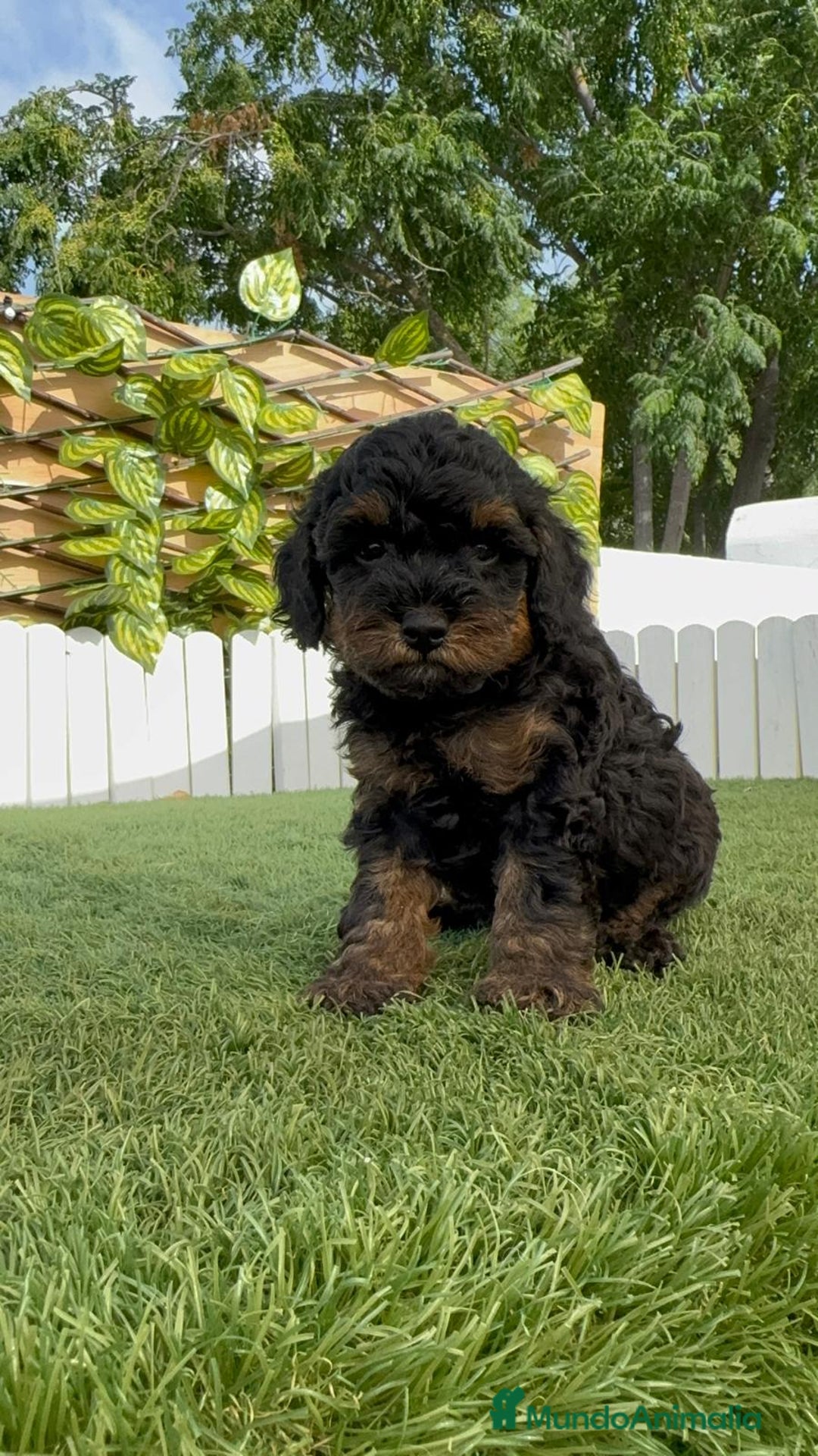 Caniche Toy perros en venta: CANICHE TOY HEMBRA - Imagen 9
