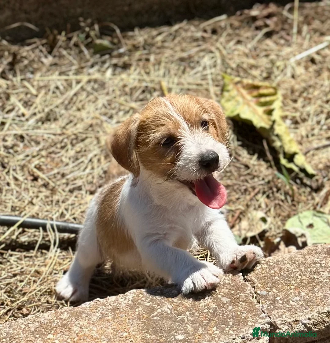 Jack Russell Terrier perros en venta: JACK RUSSEL TERRIER BROKEN - Anuncio 1