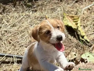 Jack Russell Terrier perros JACK RUSSEL TERRIER BROKEN - Anuncio 36