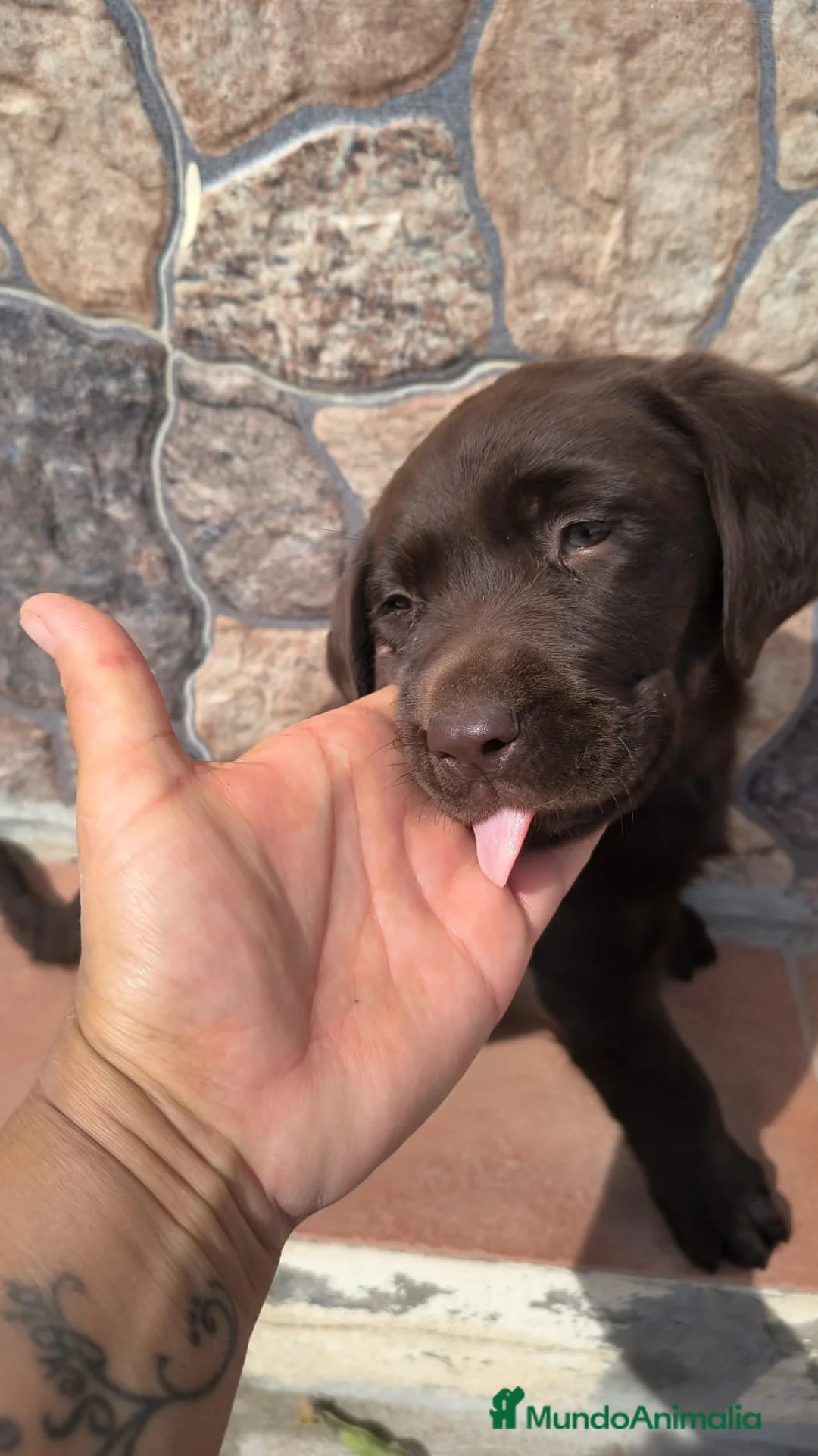 Labrador Retriever perros en venta: Labrador retriever chocolate y negro  en Sevilla - Anuncio 2