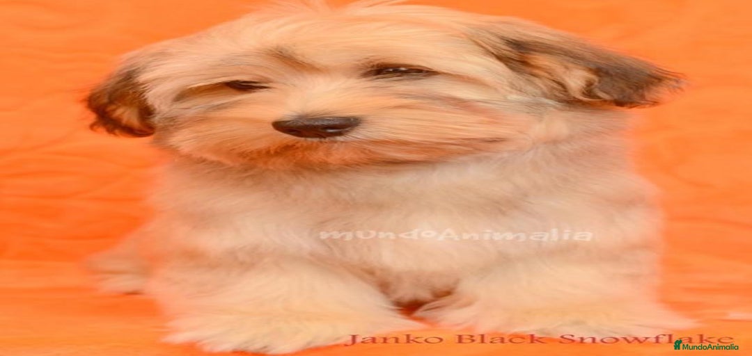 Imagen de galería {{count}}