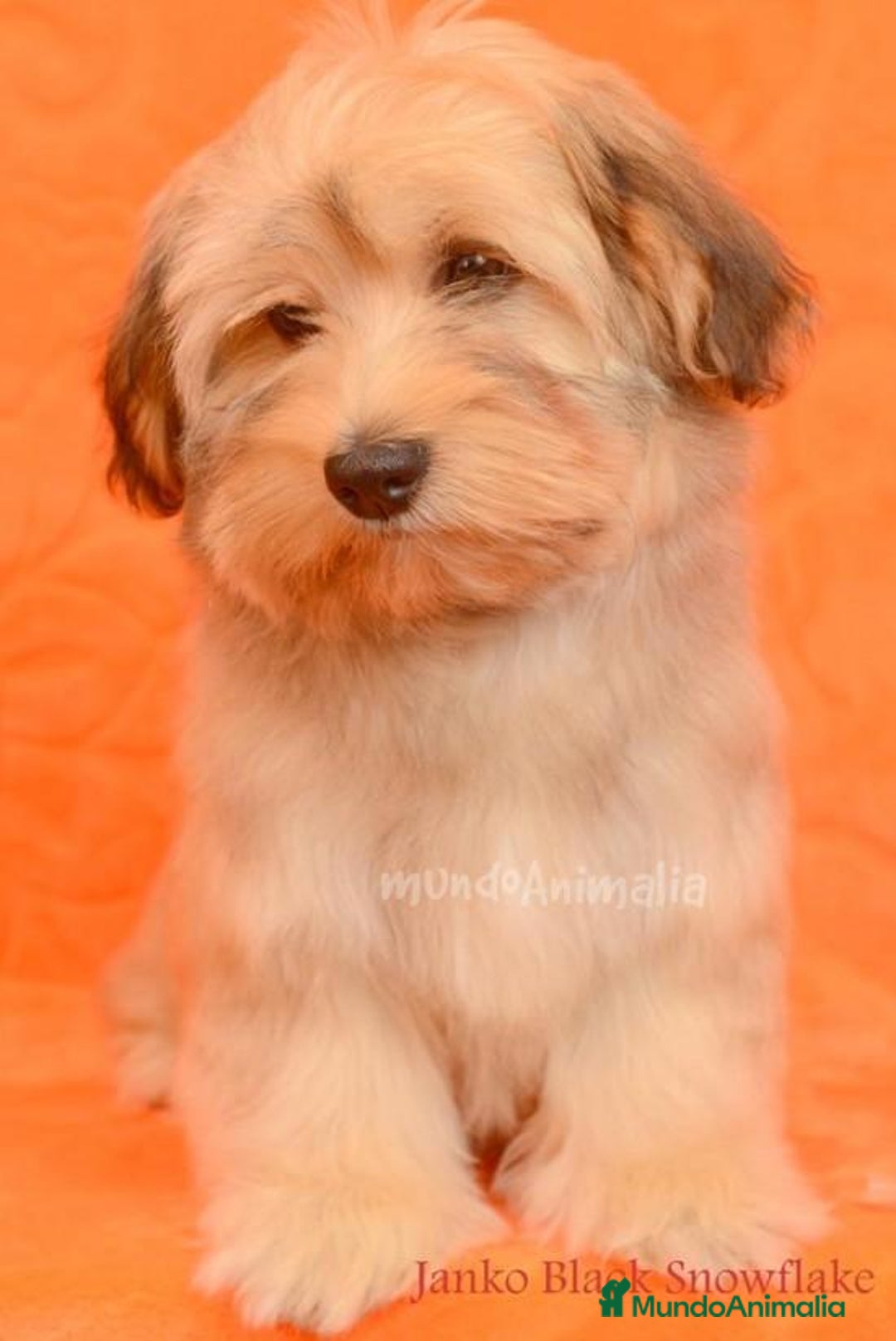 Imagen de galería {{count}}