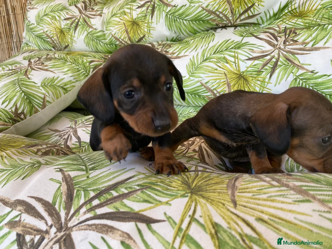 Teckel Miniatura perros en venta: Teckel miniatura. !!  en Ciudad Real - Anuncio 2