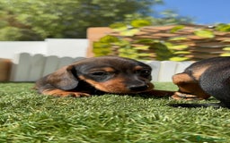 Teckel Miniatura perros en venta: TECKEL MINIATURA MACHO - Imagen 18