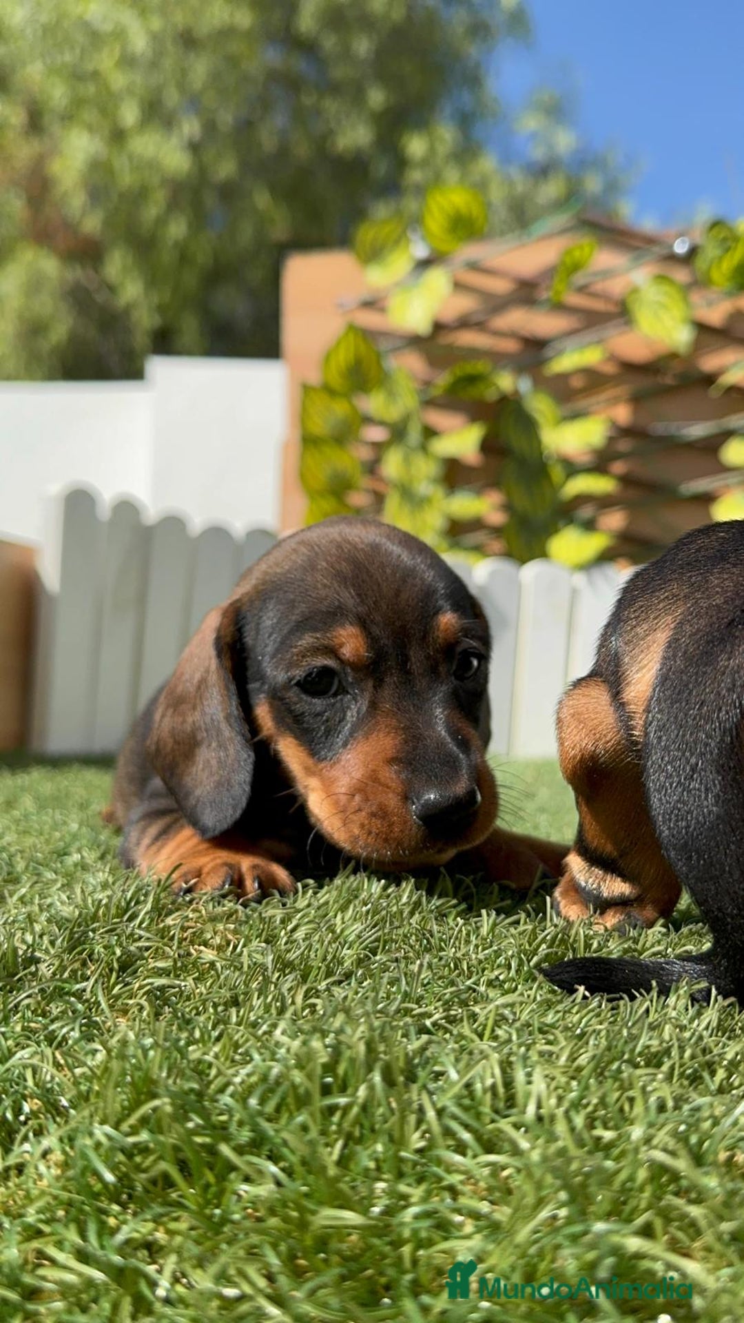 Teckel Miniatura perros en venta: TECKEL MINIATURA MACHO - Imagen 18