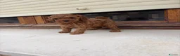 Caniche Toy perros en venta: Caniche Toy roja - Anuncio 2