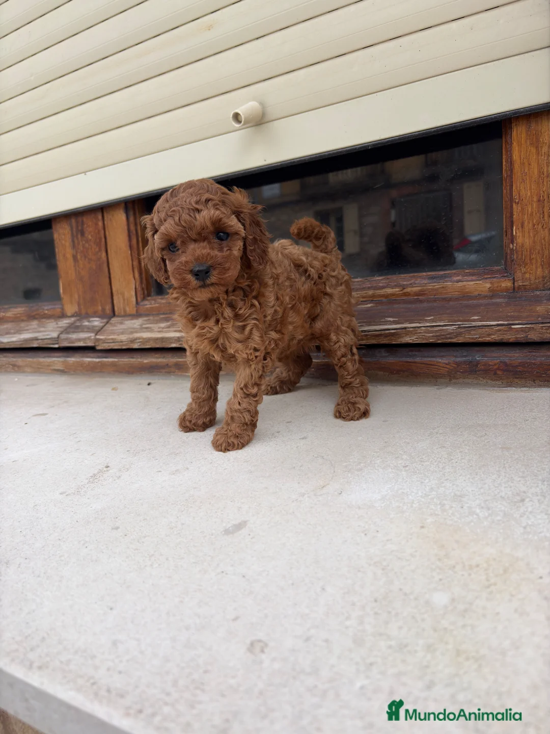 Caniche Toy perros en venta: Caniche Toy roja - Anuncio 2