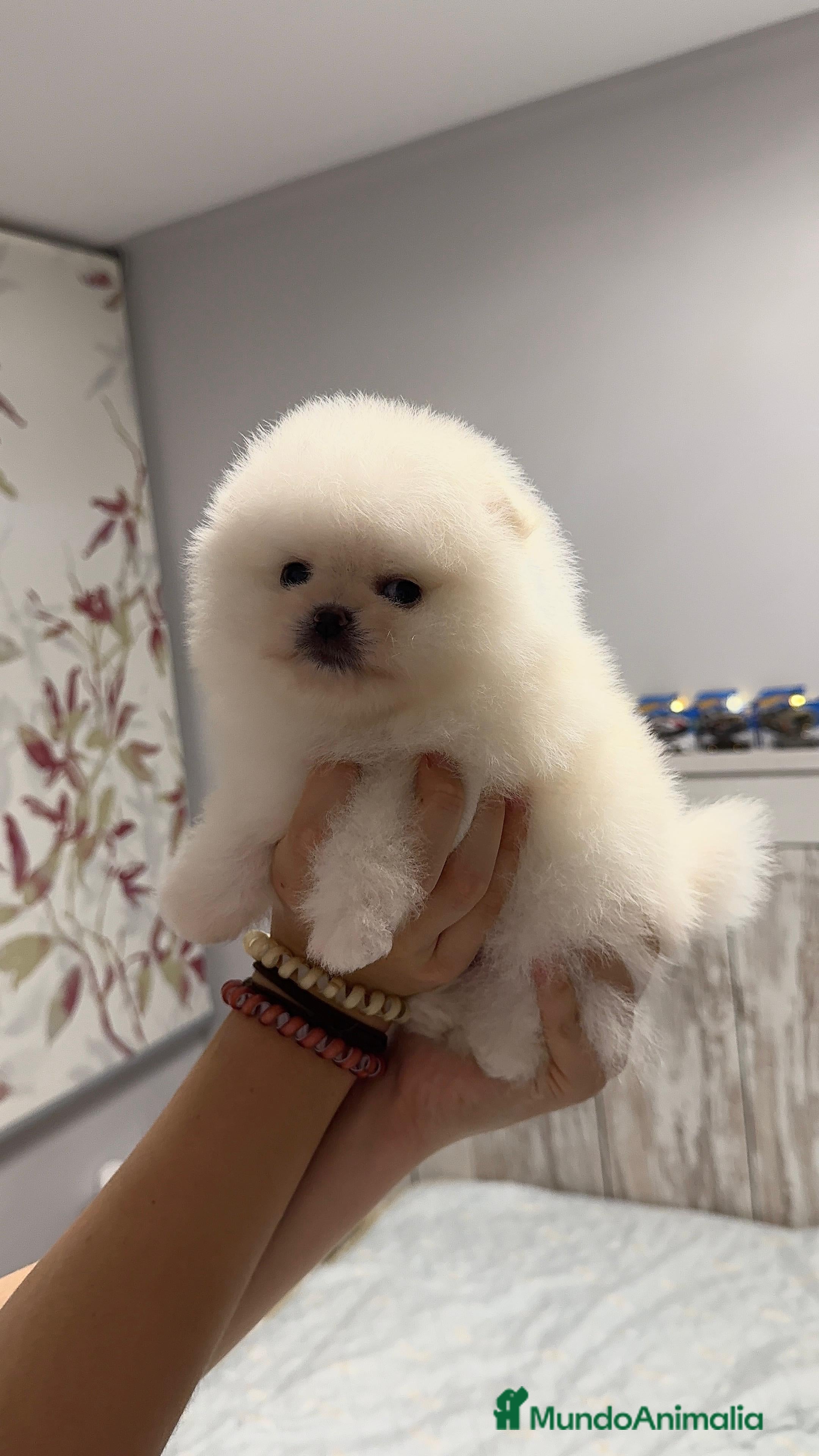 Pomerania perros Pomerania auténtico macho  - Anuncio 15