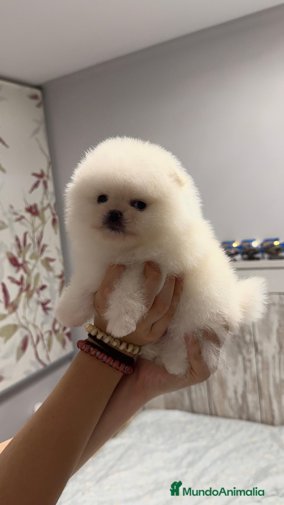 Pomerania perros en venta: Pomerania auténtico macho  - Anuncio 1
