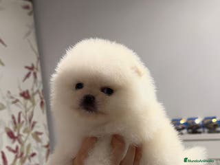 Pomerania perros Pomerania auténtico macho - Anuncio 17