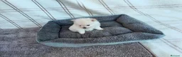 Pomerania perros en venta: POMERANIAS MACHITOS CHIQUITINES  - Anuncio 4