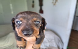 Teckel perros en venta: Machos de teckel  - Imagen 1
