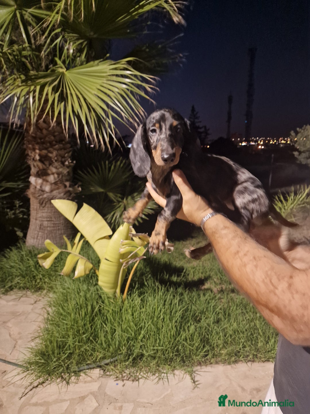 Teckel Miniatura perros en venta: Teckel miniatura precio real  - Imagen 1