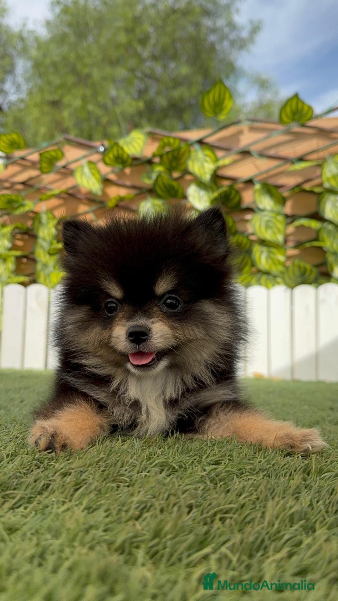 Pomerania perros en venta: POMERANIA HEMBRA - Imagen 9