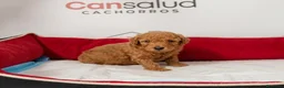 Caniche Enano perros en venta: caniches - Anuncio 4