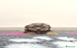 Yorkshire Terrier perros en venta: Cachorros de yorkshire  - Imagen 2