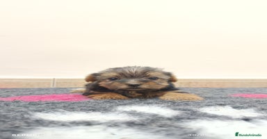 Yorkshire Terrier perros - Anuncio 12