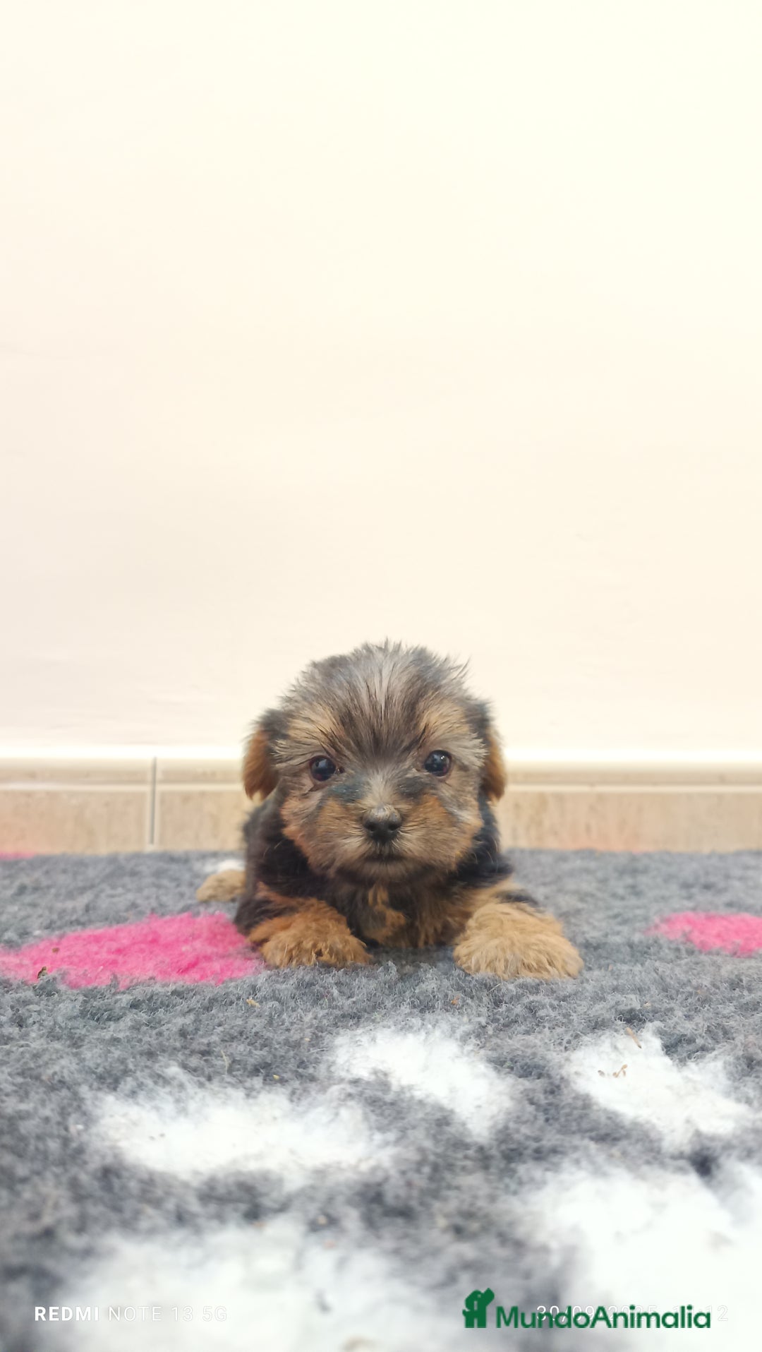 Yorkshire Terrier perros en venta: Cachorros de yorkshire  - Imagen 2