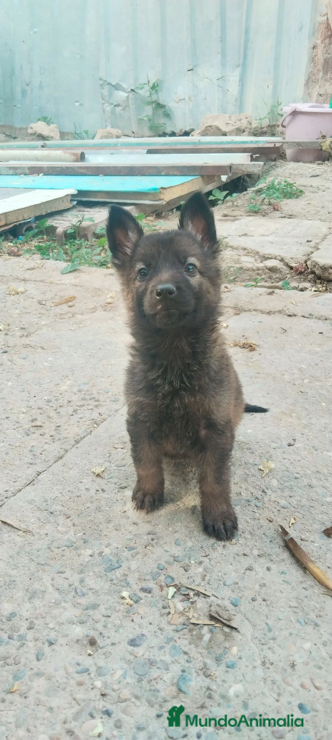 Pastor Alemán perros en venta: Disponibles Pastores Alemanes línea de trabajo  - Anuncio 2