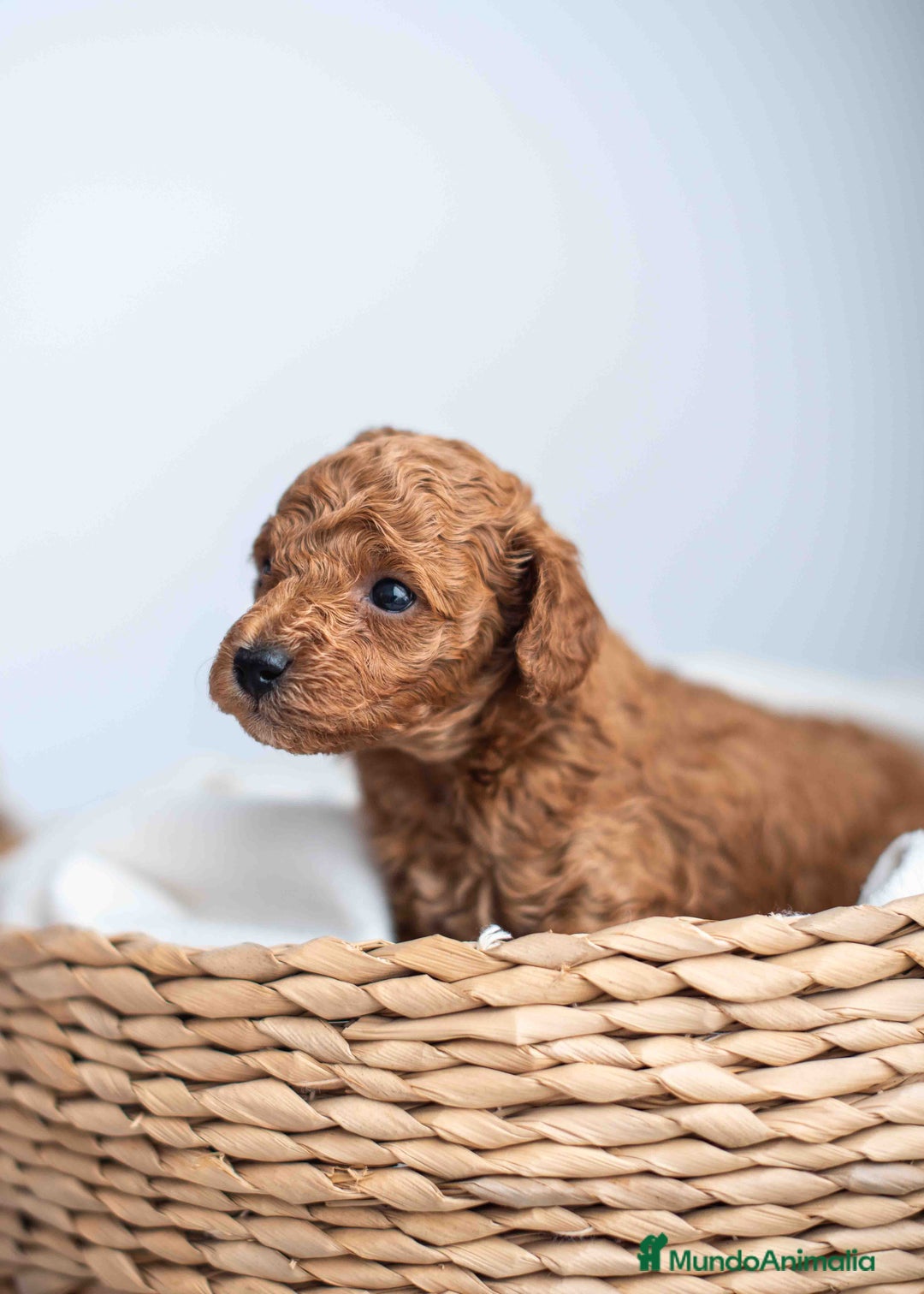 Caniche Toy perros en venta: Caniche toy machos - Imagen 4