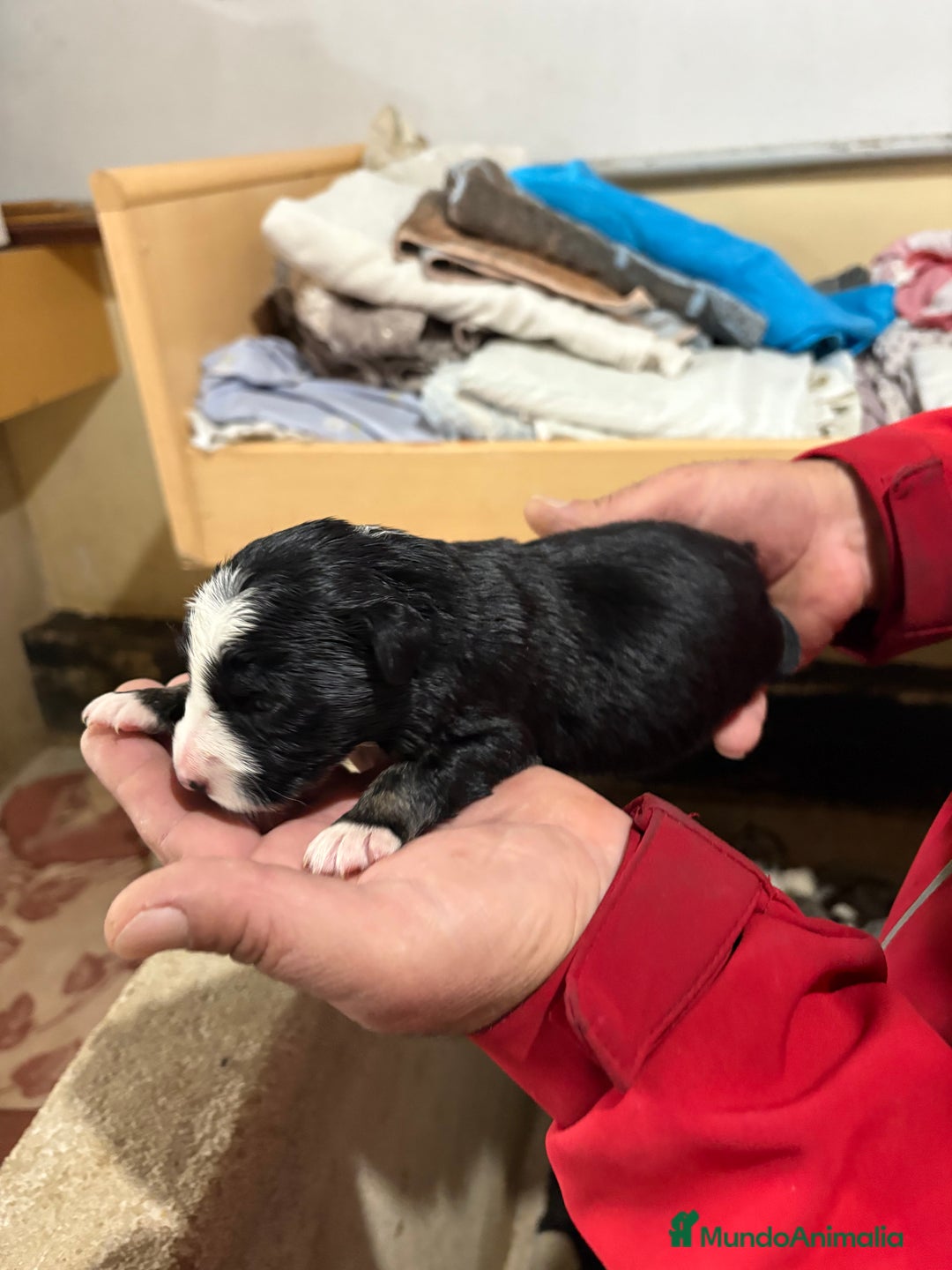 Border Collie perros en venta: Cachorros border collie machos y hembras varios  - Anuncio 21