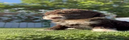 Perro de Agua Español perros en venta: PERRO DE AGUA ESPAÑOL HEMBRA - Anuncio 4